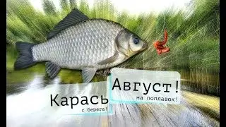 Как ловить карася в августе на поплавочную удочку с берега +СОВЕТЫ ЛОВЛИ КАРАСЯ В АВГУСТЕ!