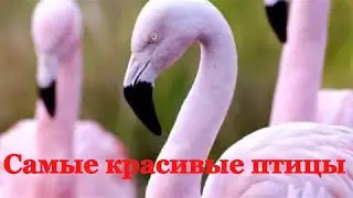 ТОП 10 САМЫХ КРАСИВЫХ ПТИЦ НА ЗЕМЛЕ