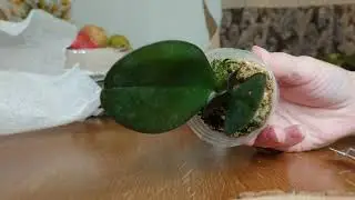 блошки-подростки орхидей 1.7 🧡 новые сорта орхидей