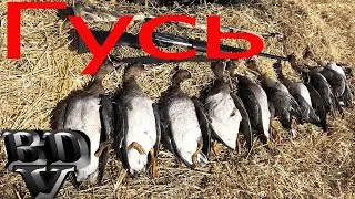 Охота на белолобого гуся!!!