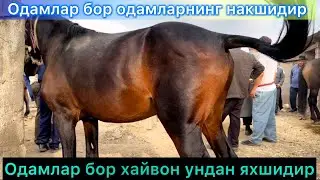 СУРХОНДАРЕ САРИОСИЕ ОТ БОЗОРИДА ОТЛАР КУПАЙДИ 