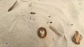 Beach search with the Minelab X-Terra 705 metal detector