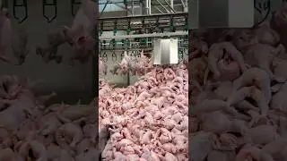НАШУМЕВШАЯ ПТИЦЕФАБРИКА В АЛМАТЫ ПОЛНОЕ ВИДЕО НА НАШЕМ КАНАЛЕ