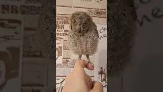 Что за птица редких мастей ??? 😱😱😱