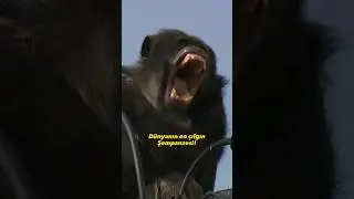 Dünyanın En Çılgın Şempanzesi! 🦍 