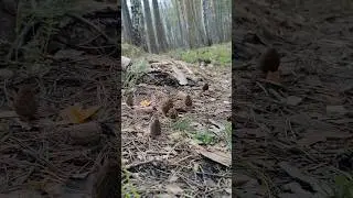 В лесную чащу по сморчковой дорожке. Грибы на каждом шагу.