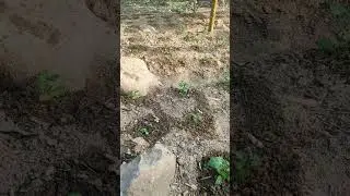 Semangat Petani Cabe selalu setia merawat setiap pagi dan sore.