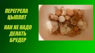 Про брудер и цыплят