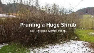 Bringing a Large Japanese Quince Back Under Control | Our Japanese Garden Escape