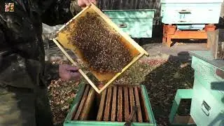 Отводок Бакфаст. Какой силы семья пойдёт в зимовку?