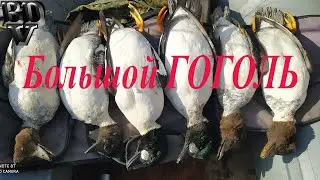 Большой северный Гоголь