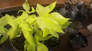 РЕЗУЛЬТАТЫ ЧЕРЕНКОВАНИЯ ИПОМЕИ БАТАТ - НЕРЕАЛЬНО БЫСТРО 👌🌺