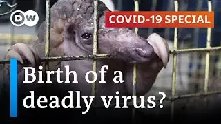 Did the coronavirus jump to humans through trade in exotic animals in China? | COVID-19 Special