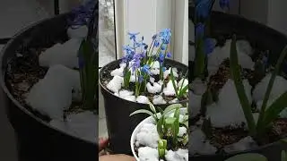 Зимняя нежность. Подснежник на балконе дома зимой. Февраль 2023.