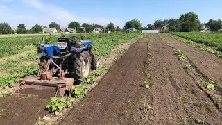 Фрезування міжряддя по гарбузах трактором. Після дощів бурʼяни ростуть дуже швидко