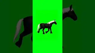 Horse walking green screen animation video