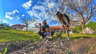 How to grow popcorns ? | VILLAGE LIFE ☼ The HaLo Homestead ☼