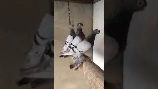 Узбекские бойные голуби 2018.
