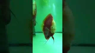 дискусы, разведение.