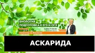 Аскариды. Как мы ими заражаемся? Как они выживают? Человек  заглатывает их дважды?