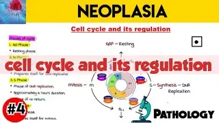 cell cycle and its regulation