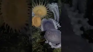 POV: Time-lapse camera at the Octopus Garden