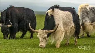 Tibet  - The Roof of the World (Documentary)