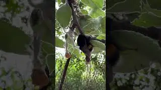 Джміль злякав Ізольду)