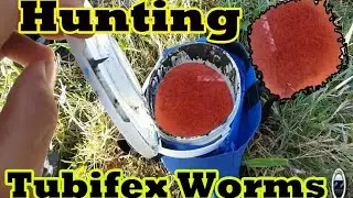 Tubifex worms Hunting