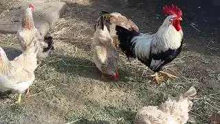 Самые рентабельные/прекрасные куры в Украине