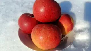 СОРТ ЯБЛОНИ АЛЕСЯ🍎