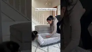 Things escalated quickly after becoming a dog parent 🤭 