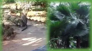 Обезьяны Южной Индии