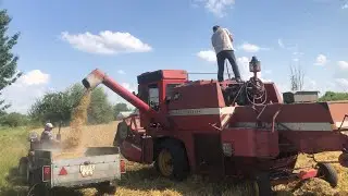 Жнива! Молотимо ячмінь озимий!
