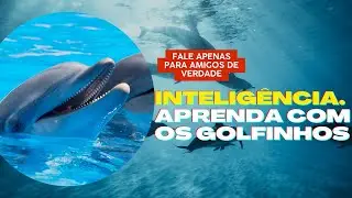 5 SEGREDOS PARA O SUCESSO - BASEADO NOS GOLFINHOS