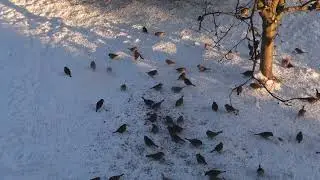 Дятел и воробьиный "фейерверк"