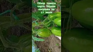 Обзор томата сорта Чёрная сосулька за лето. 17 июля. #огород #дача #помидоры