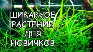 ПОГОСТЕМОН ОКТОПУС. СЕКРЕТЫ СОДЕРЖАНИЯ. Pogostemon stellatus «Octopus»