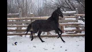 Ахалтекинская вороная кобыла. Арт.: 0242