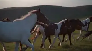 Конный клуб в Крыму под Белой скалой "Ковбой"