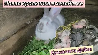 Пополнение в хозяйстве. Мои мясные кролики. ОБЗОР кроликов #кролики_разведение #крольчата #кролики