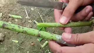 Tekhnik sambung kaki ganda Pepaya kalipornia