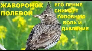 ПЕНИЕ ПОЛЕВОГО ЖАВОРОНКА ВЫСОКОЧАСТОТНОЕ. УСПОКАИВАЕТ НЕРВНУЮ СИСТЕМУ.