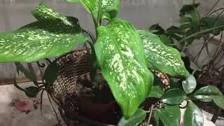 Комнатные цветы на кухне в декабре.Цветет бегония.