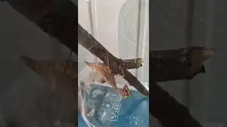 Хищная зверюга 😱😱😱