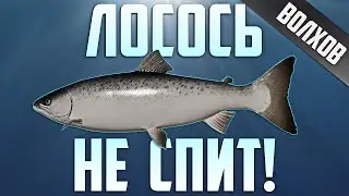 🐠Russian Fishing 4 /Русская рыбалка 4 ▶🐟 р.Волхов Щука Лосось ладожский )))🐟