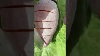 Oddly Satisfying Video shorts 1080p 