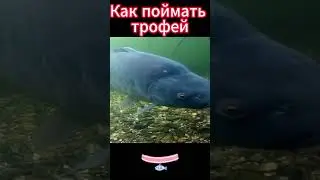 Как поймать трофейного карпа, карася, леща  Когда ловить