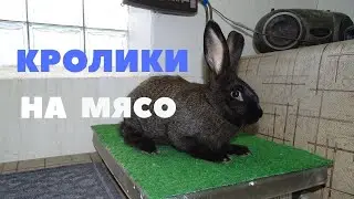 Гибриды от чистопородных кроликов