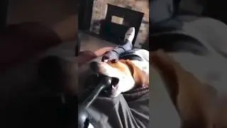 Забавный пес | Funny dog 😅😂 #приколы #смешноевидео #смешно #funny #comedy #jokes